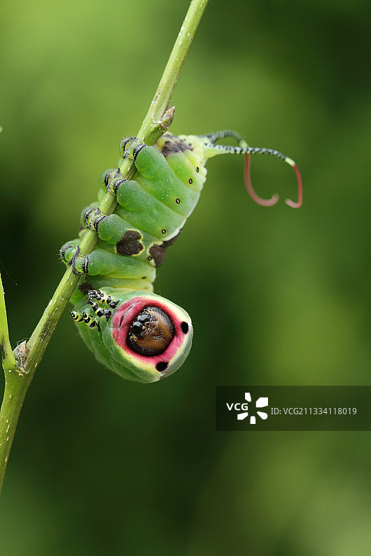 法国树枝上的猫蛾毛毛虫图片素材