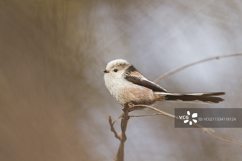 长尾山雀在法国树枝上日光浴图片素材