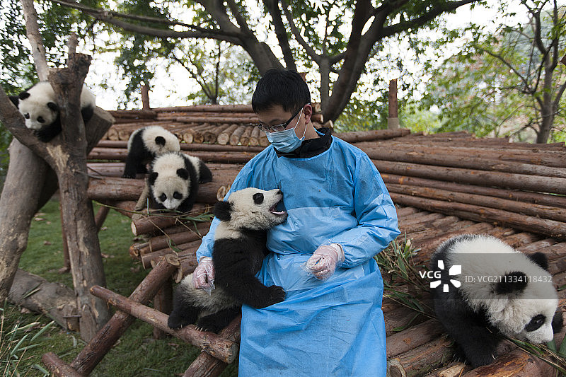 六月龄熊猫图片素材