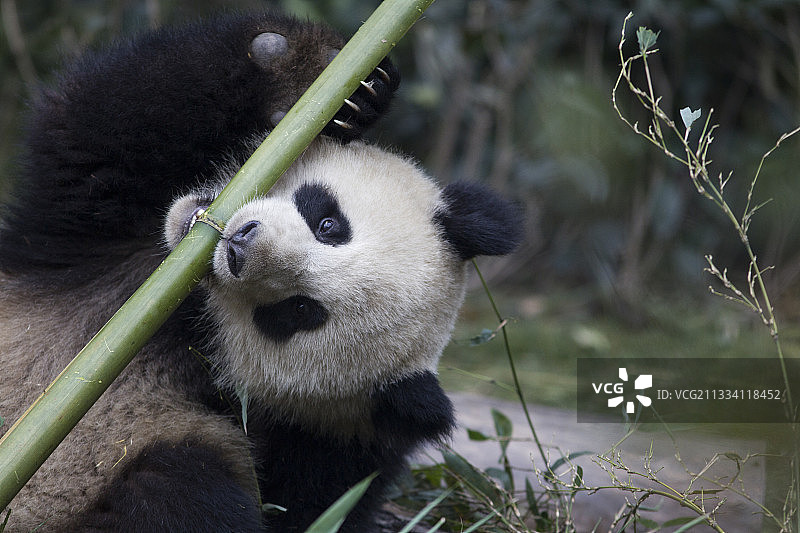 幼年熊猫的年龄：1岁半图片素材