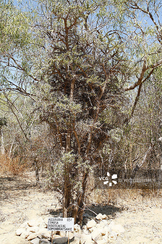 亚龙木图片素材