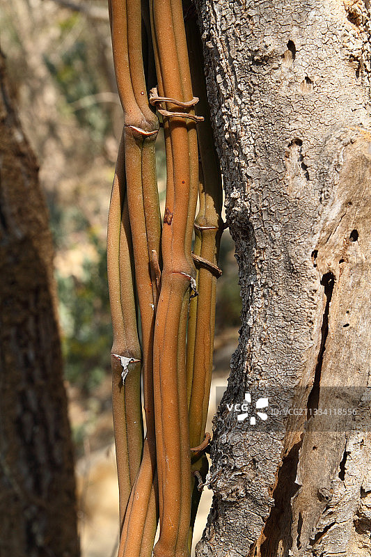 马达加斯加香草棒（非食用）图片素材