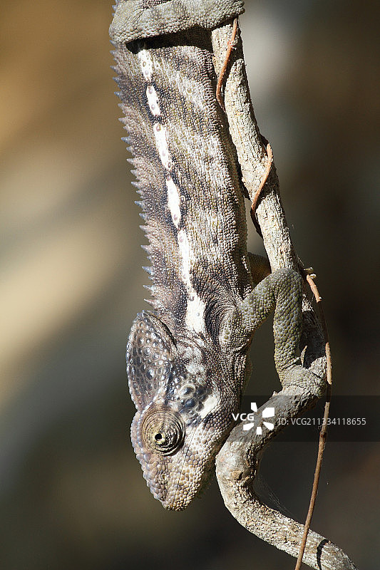 巨型棘刺变色龙在马达加斯加西南部藤蔓上图片素材