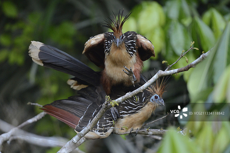 麝雉在树枝上交配，秘鲁亚马逊桑多瓦尔湖图片素材