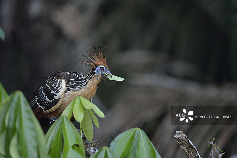 亚马逊秘鲁桑多瓦尔湖树上的麝雉图片素材