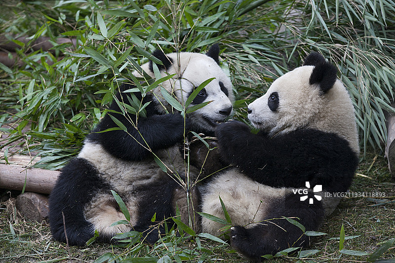 一岁半的幼年熊猫图片素材