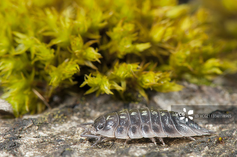 法国洛林省的独腿和苔藓图片素材