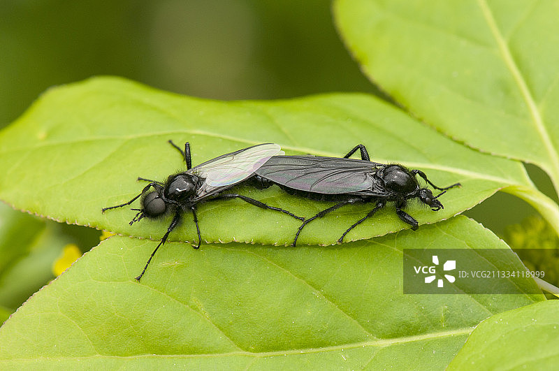 叶子上的圣马可蝇交配，法国洛林图片素材