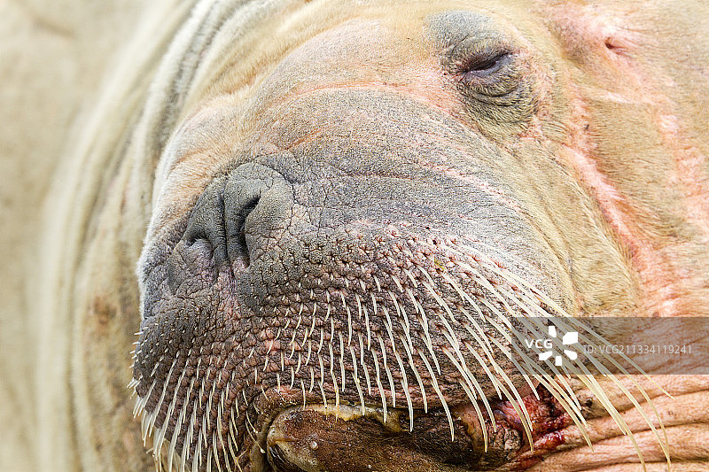 在斯匹次卑尔根岛海岸休息的海象肖像图片素材