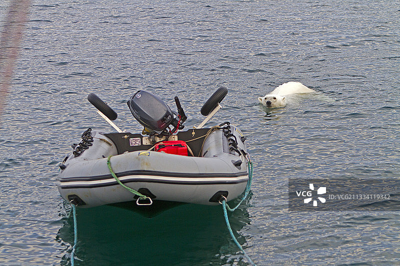 在斯瓦尔巴群岛旅游船周围游泳的北极熊图片素材