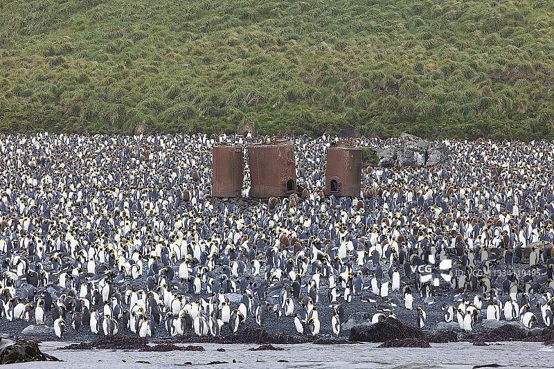 麦夸里岛上的国王企鹅图片素材