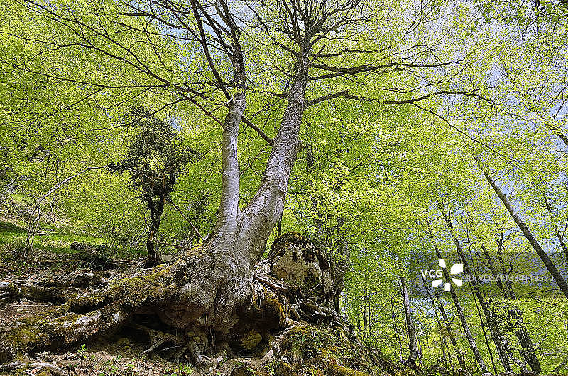 法国比利牛斯山脉阿斯普山谷的春季山毛榉森林图片素材