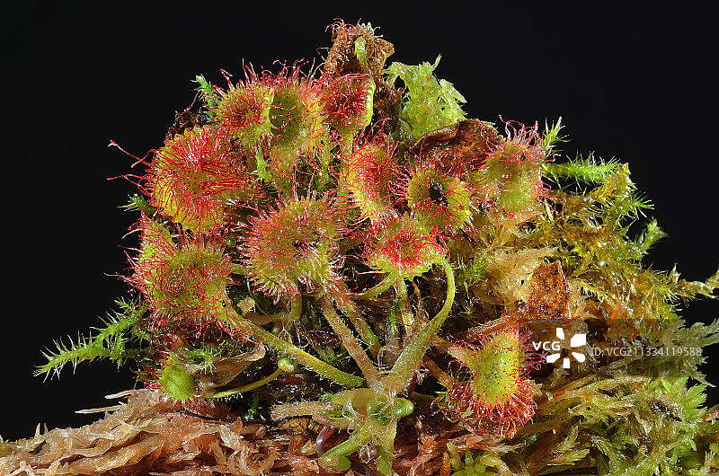 奥索山谷比利牛斯山的圆叶茅膏菜，法国图片素材