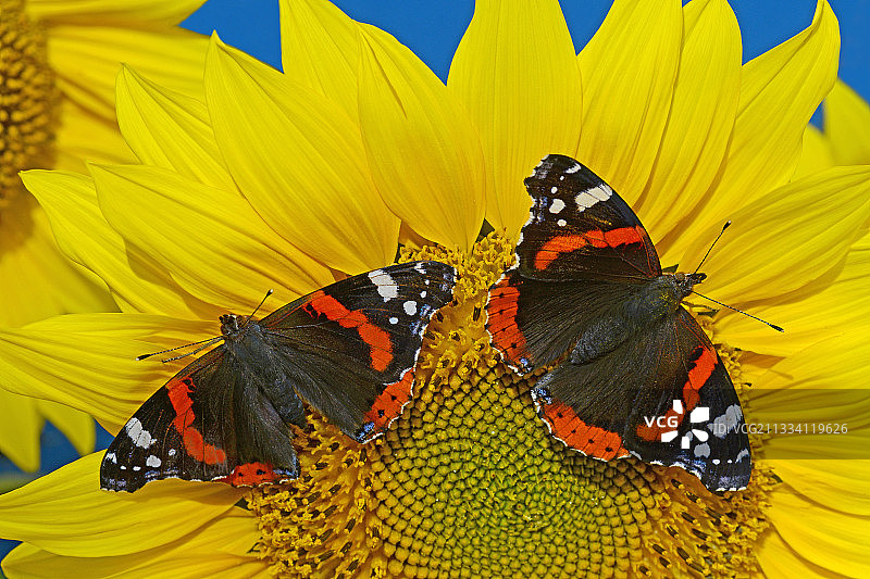 向日葵上的红 Admiral 蝴蝶，法国图片素材