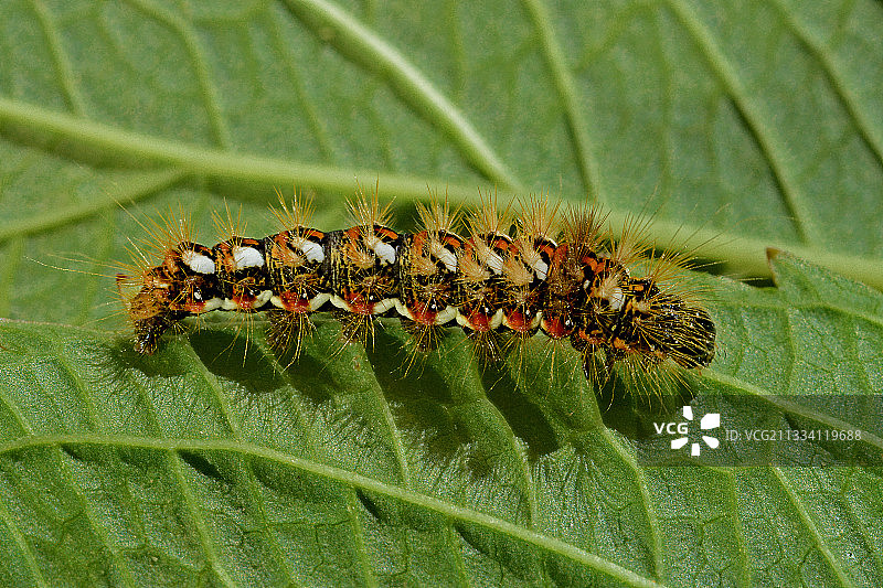 法国绣球花叶子上的毛毛虫图片素材