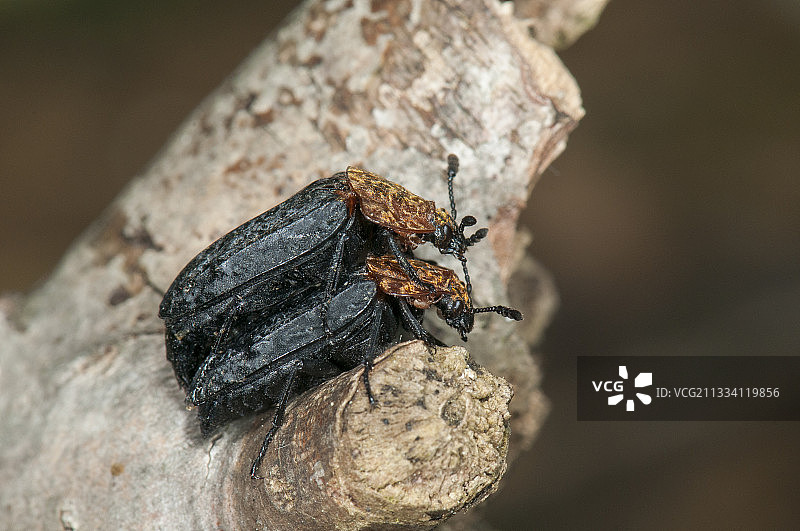 交配中的红胸埋葬甲虫，法国洛林图片素材