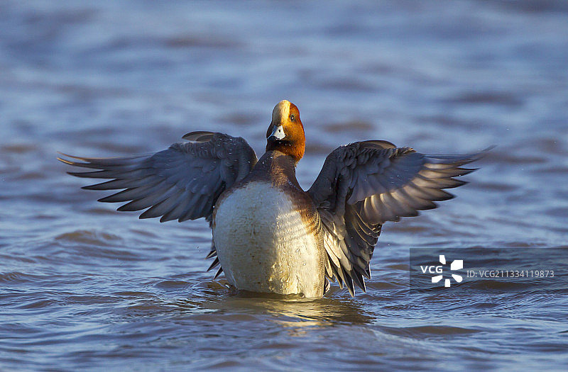 雄性赤颈鸭在冬季的英国水面上拍打翅膀图片素材