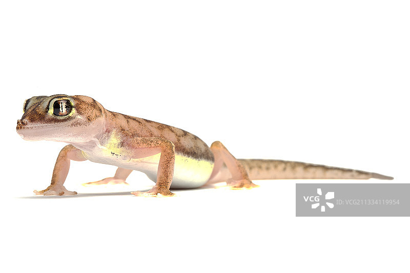 rangei厚趾虎图片素材