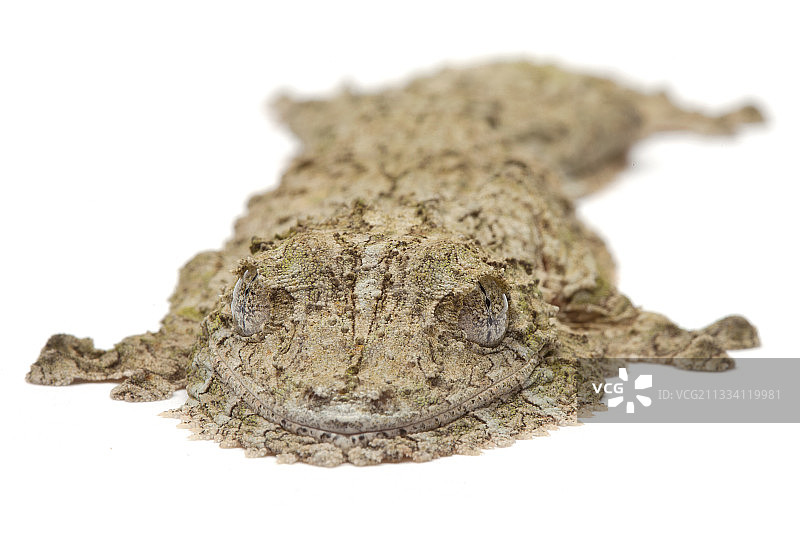 叶尾壁虎图片素材