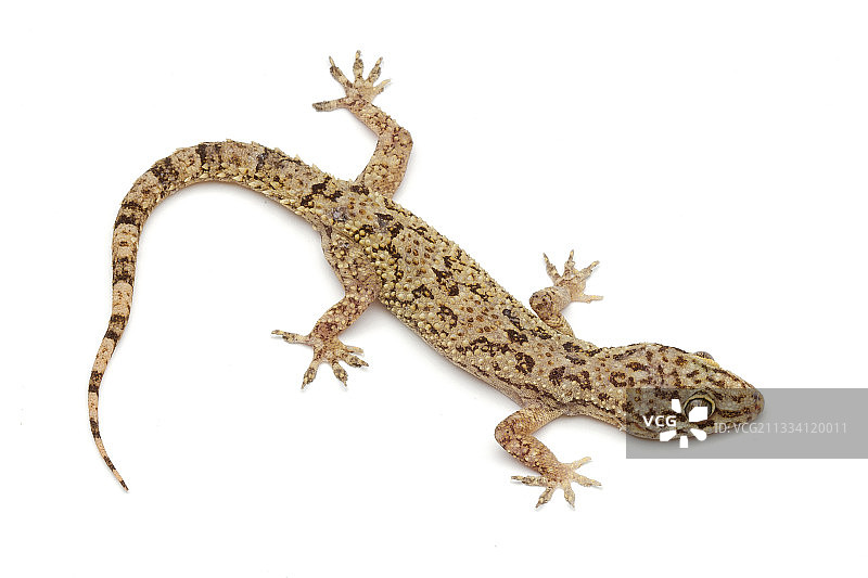 非洲中部壁虎图片素材