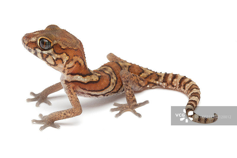 产自马达加斯加西部的壁虎图片素材