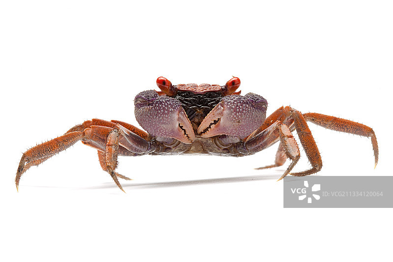 苏拉威西岛的相手蟹图片素材