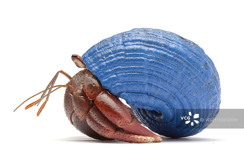 陆寄居蟹Coenobita clypeatus，蓝色彩绘外壳图片素材