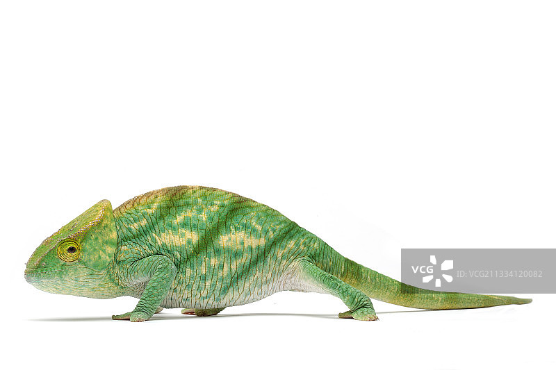 巨型变色龙图片素材