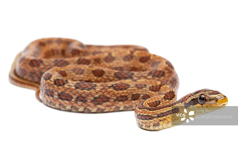 艾勒彼蛇图片素材