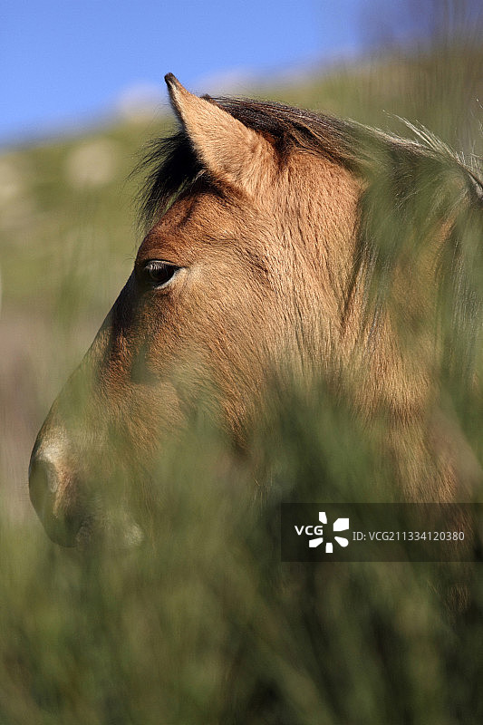 在法国石楠花丛中的普氏野马 портрет图片素材