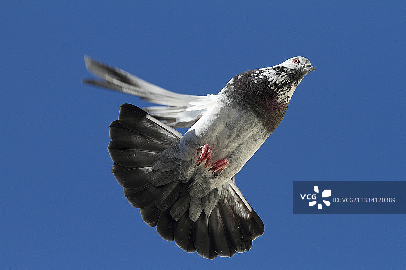 飞行中的比泽特雄鸽，法国普罗旺斯图片素材