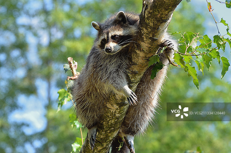 法国阿尔热莱斯动物园树枝上的浣熊图片素材