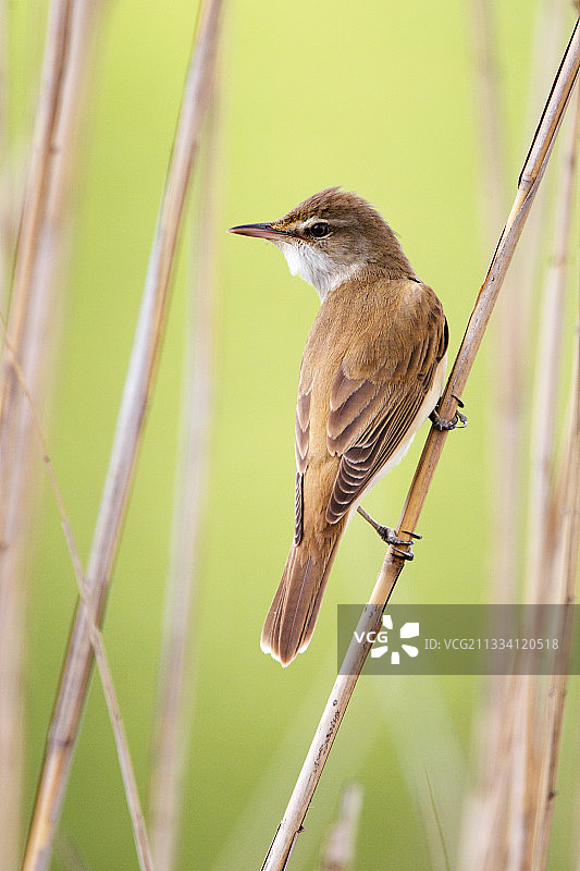 苇莺栖息在希腊春天的芦苇上图片素材