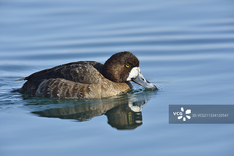 在日本游泳的凤头潜鸭雌鸟图片素材