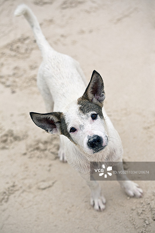 在泰国涛岛沙滩上的狗图片素材