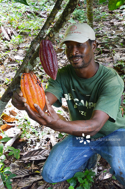Belcampo小屋专注于绿色花园和咖啡种植园的农业旅游图片素材