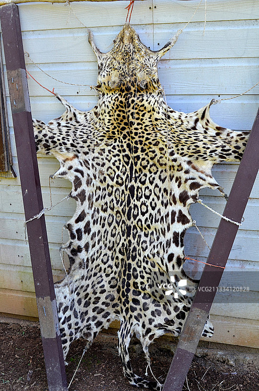 美洲虎国家保护区（1986年成立），或能保护200只大型猫科动物图片素材