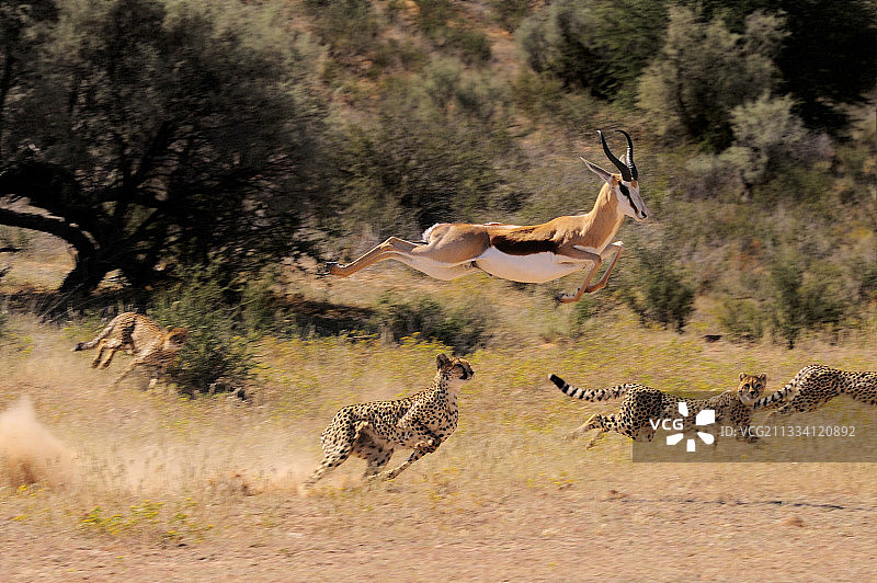 四只猎豹，母豹带着三只幼豹捕猎跳羚图片素材