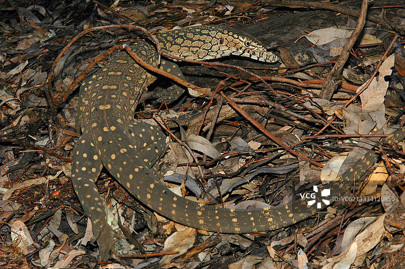 澳大利亚红色中心森林中的巨型 monitor 蜥蜴图片素材