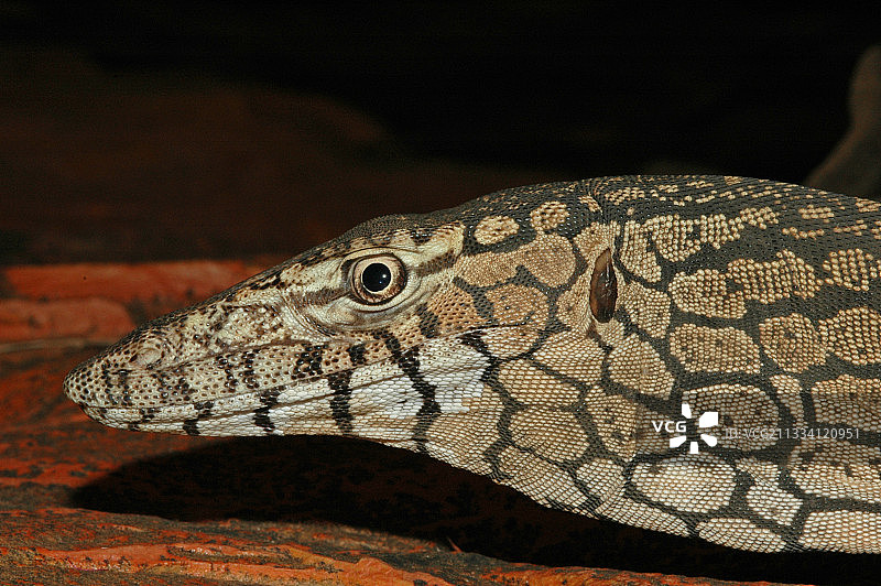 澳大利亚红色中心巨蜥的肖像图片素材