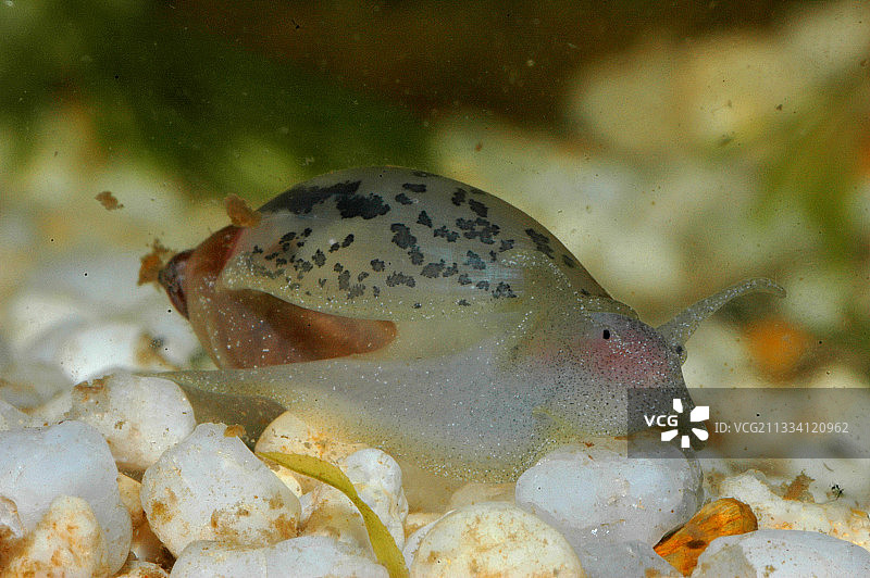 新喀里多尼亚美洲肋骨状瓣螺图片素材