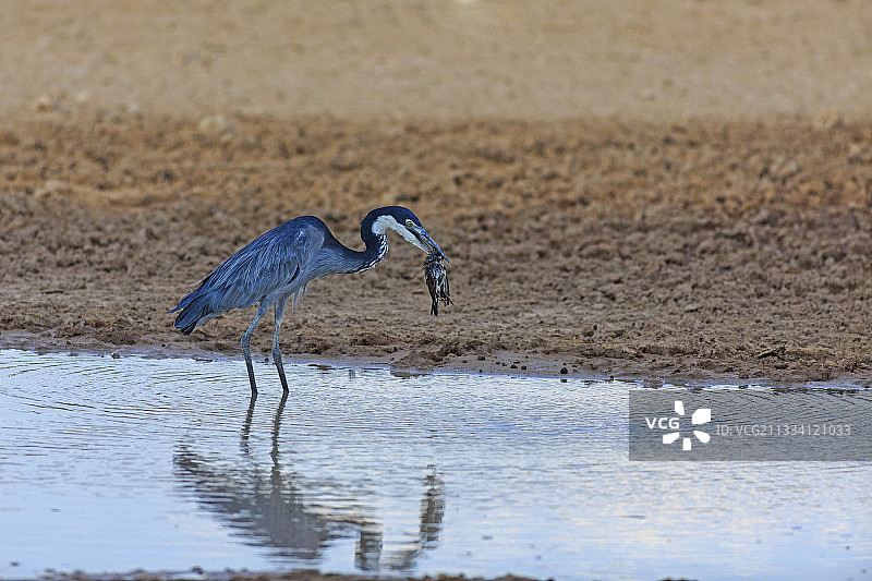 捕获猎物的黑头鹭，卡拉哈里沙漠图片素材
