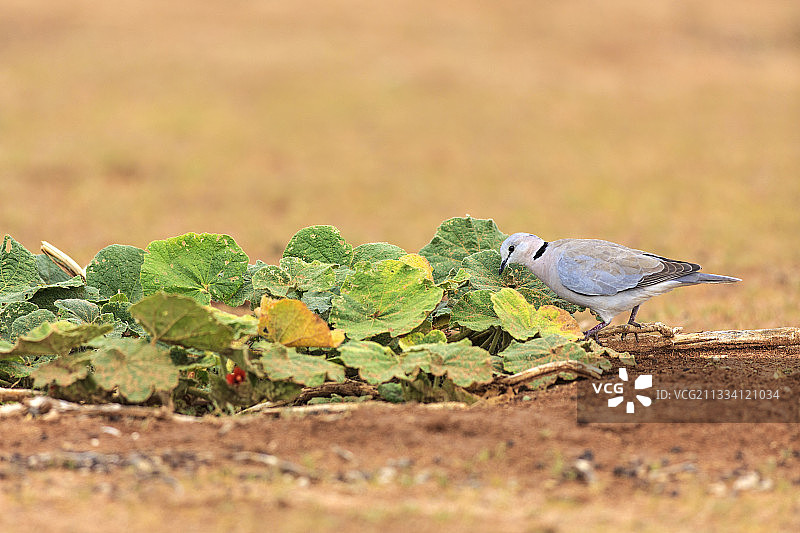 环颈鸽在植物中啄食昆虫图片素材