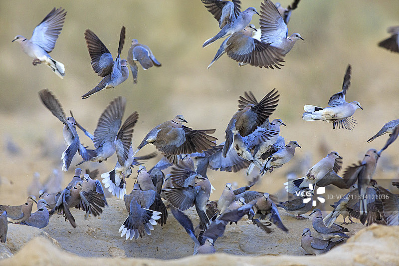 在水坑边飞走的环颈鸽图片素材