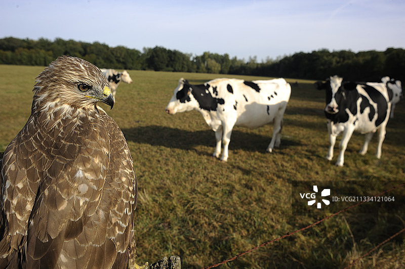 法国草地篱笆上的普通鵟与奶牛图片素材