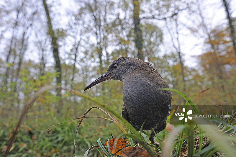 洛林法国岸边的水Rails图片素材