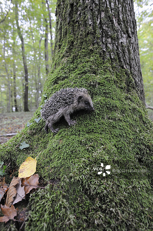 法国，树根苔藓上的欧洲刺猬图片素材