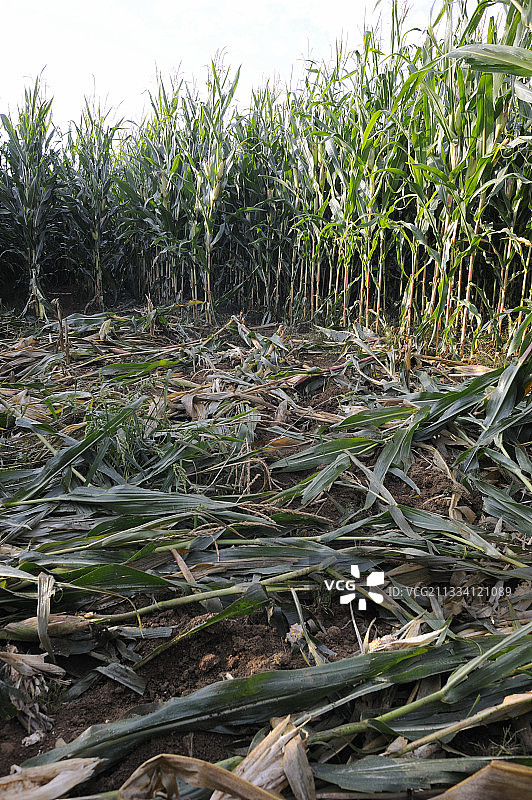 法国玉米地里野猪造成的破坏图片素材