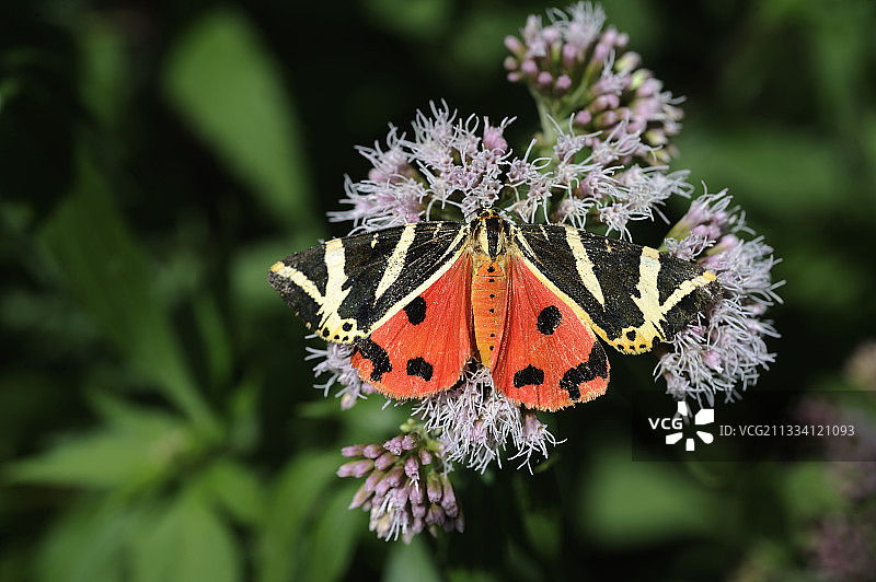 洛林法国花丛中的泽西虎蛾图片素材