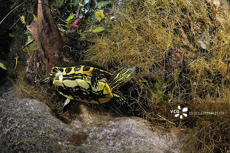 在墨西哥尤卡坦半岛灰岩坑中游泳的红耳龟图片素材